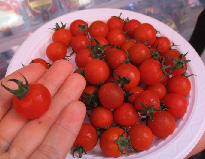 Bất ngờ với loại cà chua đặc biệt giá nửa triệu đồng mỗi kg